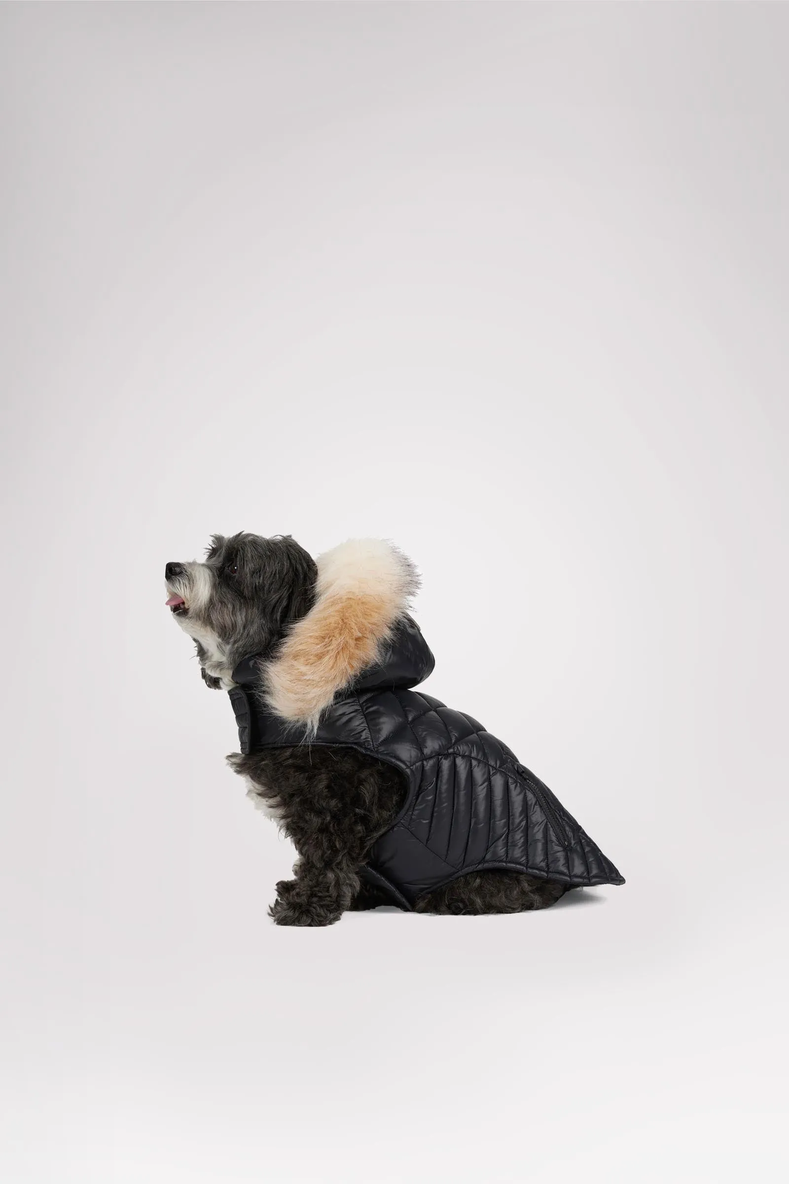 Zola Jacket for Dogs w/Faux Fur Trim